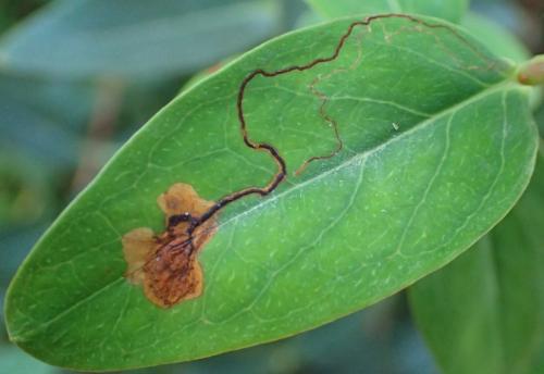 Ectoedemia septembrella